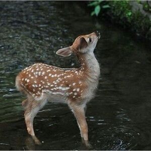 Meet your Posher, lulu